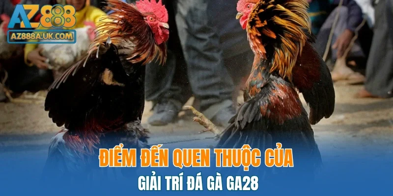 Điểm đến quen thuộc của giải trí đá gà GA28