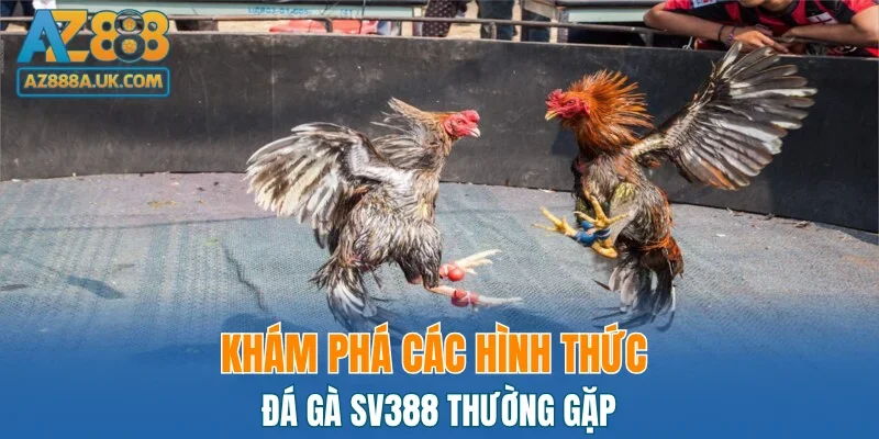 Khám phá các hình thức đá gà SV388 thường gặp