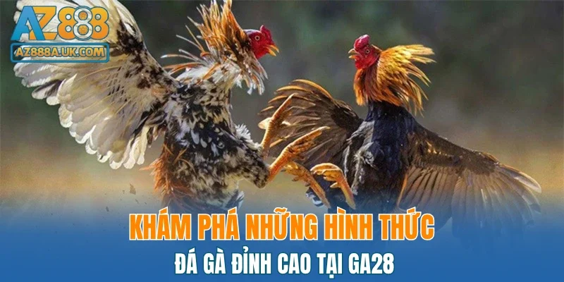 Khám phá những hình thức đá gà đỉnh cao tại GA28